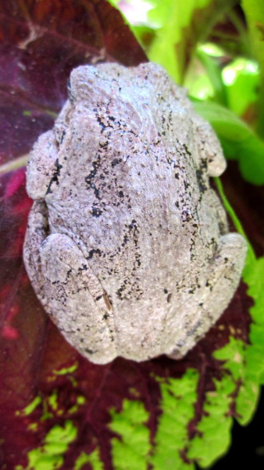 Gray Tree Frog on Leaf 26