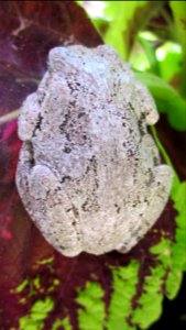 Gray Tree Frog on Leaf 26