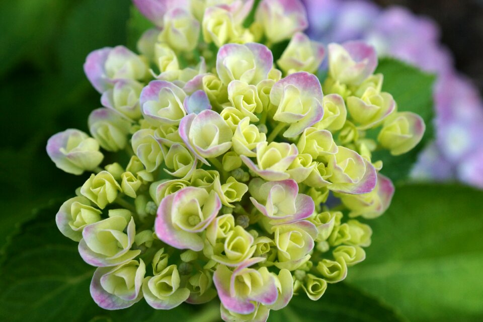 A garden plant beauty nature