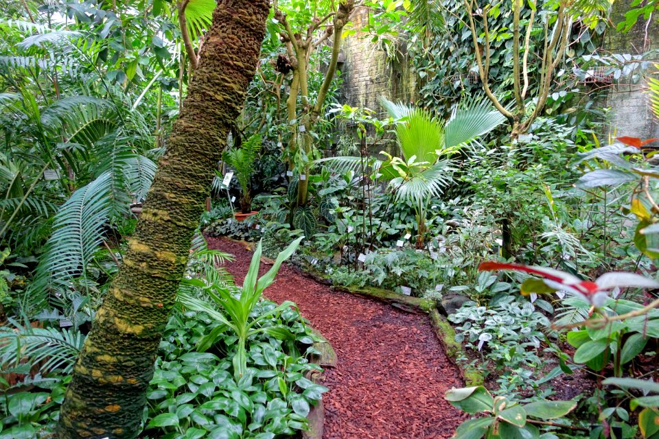 Greeenhouse scene - Flora park - Cologne, Germany - DSC00711