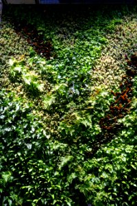 Green wall in the Holyoke Center - Harvard University - Cambridge, MA - DSC06527