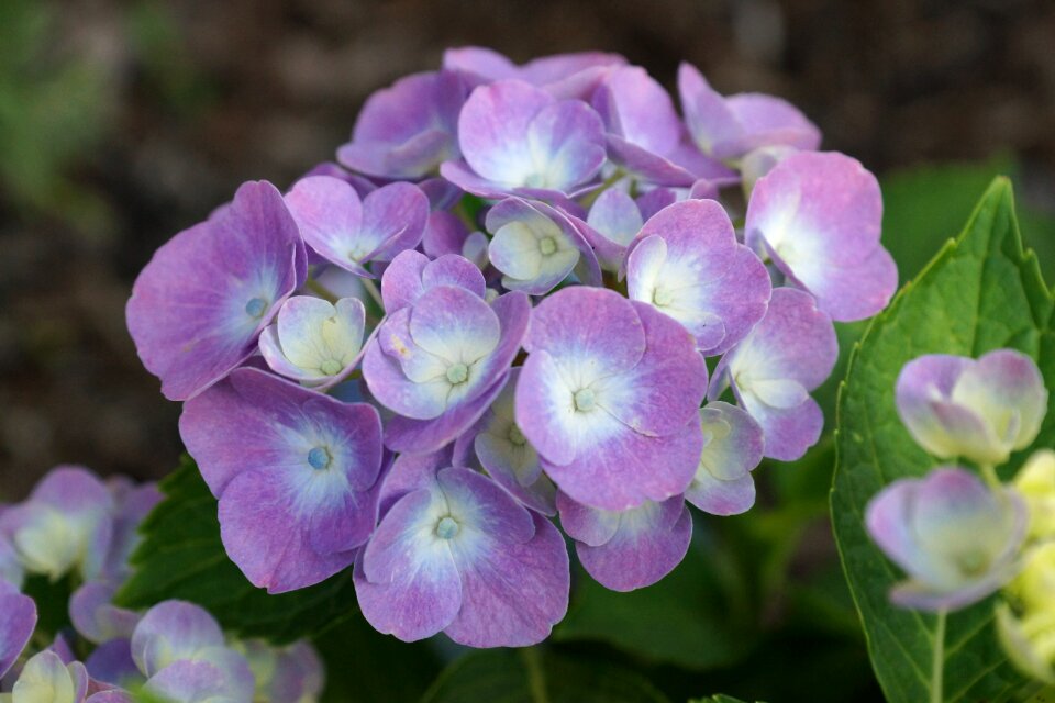 A garden plant beauty nature