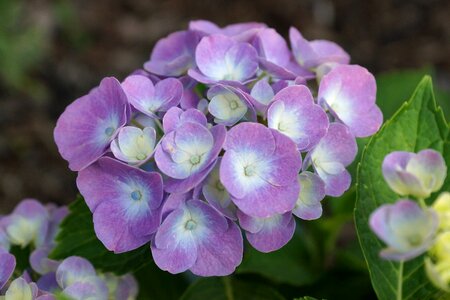 A garden plant beauty nature
