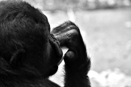 Greedy zoo hellabrunn