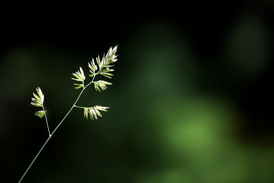 Seeds nature close up