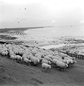 Grazende schapen langs Oosterschelde onder toezicht van schaapsherder J.R. van H, Bestanddeelnr 905-7608