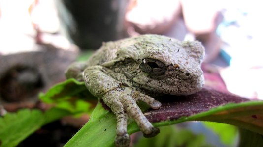 Gray Tree Frog on Leaf 22