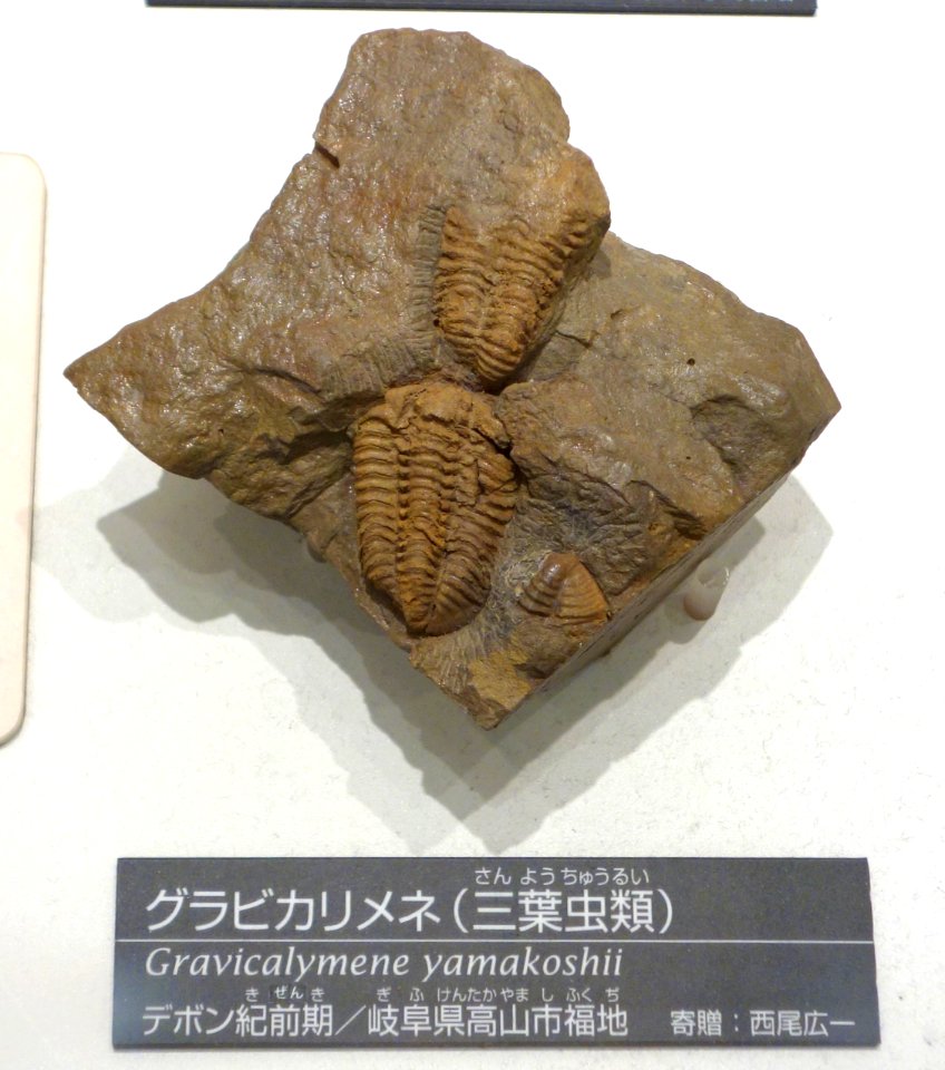Gravicalymene yamakoshii - National Museum of Nature and Science, Tokyo - DSC07017