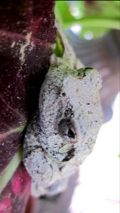Gray Tree Frog on Leaf 11