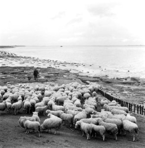 Grazende schapen langs Oosterschelde onder toezicht van schaapsherder J.R. van H, Bestanddeelnr 905-7606