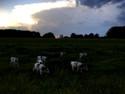 Grazende koeien in Bemmel (Lingewaard) photo