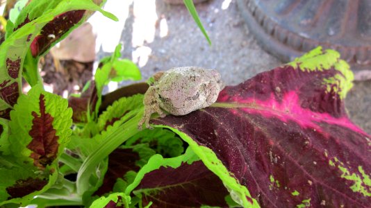 Gray Tree Frog on Leaf 01