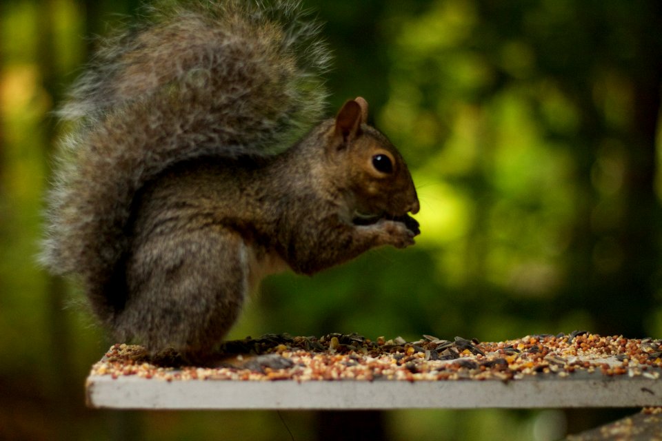 Gray Squirrel Breakfast