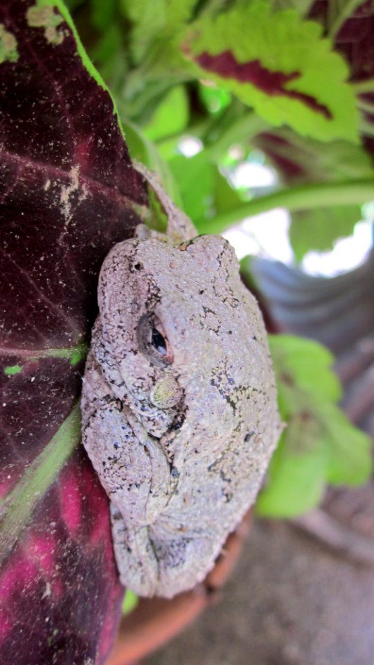 Gray Tree Frog on Leaf 21
