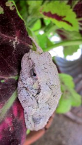 Gray Tree Frog on Leaf 21