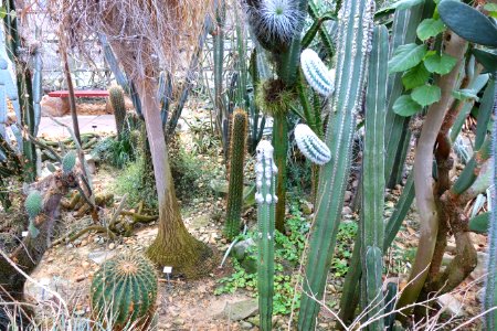 Greenhouse interior - Botanischer Garten, Dresden, Germany - DSC08927
