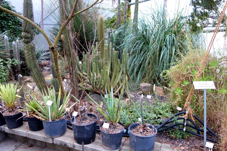 Greenhouse interior - Botanischer Garten, Dresden, Germany - DSC08415