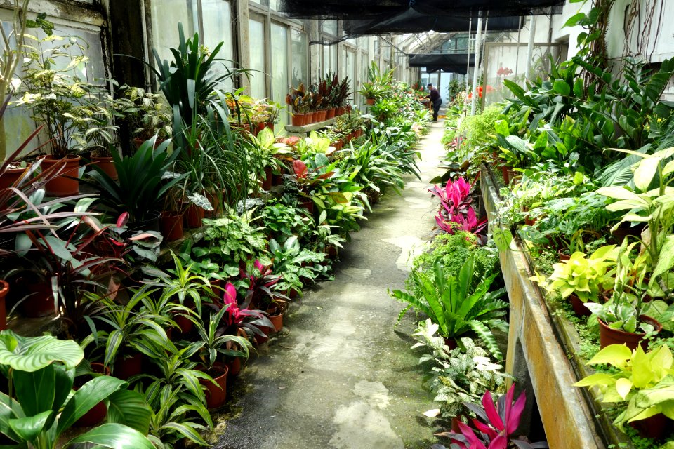 Greenhouse interior - National Taiwan University - DSC01104