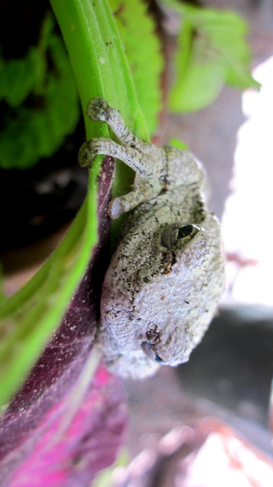 Gray Tree Frog on Leaf 13