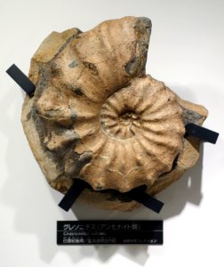 Graysonites adkinsi - National Museum of Nature and Science, Tokyo - DSC06943