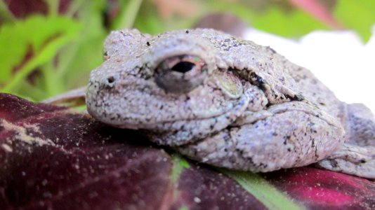 Gray Tree Frog on Leaf 17