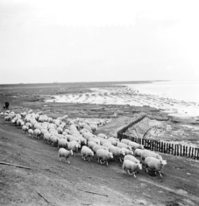 Grazende schapen langs Oosterschelde onder toezicht van schaapherder J. R. van H, Bestanddeelnr 934-5500