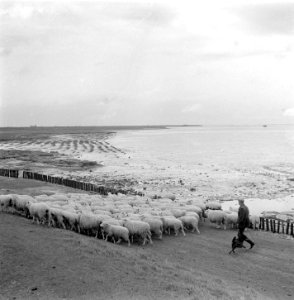 Grazende schapen langs Oosterschelde onder toezicht van schaapsherder J.R. van H, Bestanddeelnr 905-7607