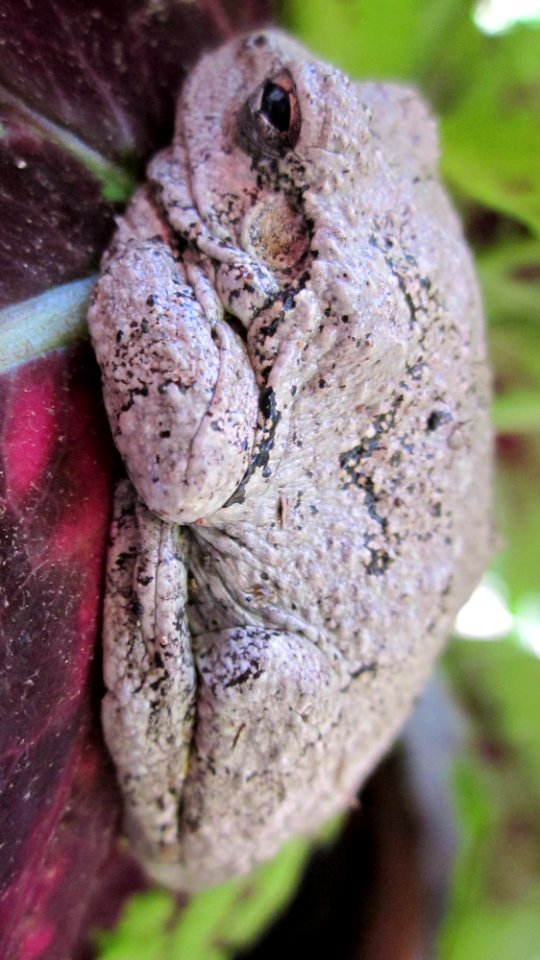 Gray Tree Frog on Leaf 27