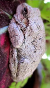 Gray Tree Frog on Leaf 27