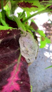 Gray Tree Frog on Leaf 05