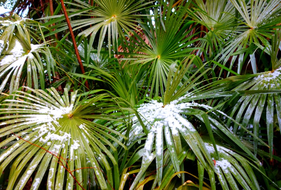 Greenery - Hama-rikyū Garden - Tokyo, Japan - DSC09537