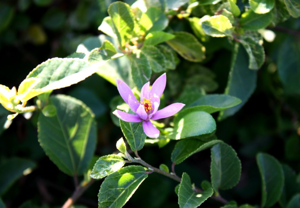 Grewia robusta - Karookruisbessie - hedging bush of South Africa