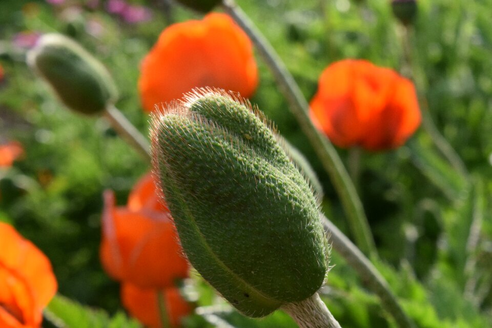 Close up flowers nature