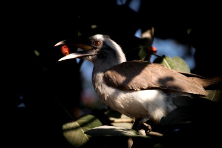 Grey hornbill with a toss