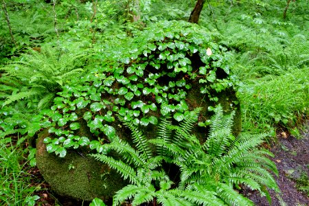 Greenery - Oirase Mountain Stream - Towada, Aomori - DSC00939