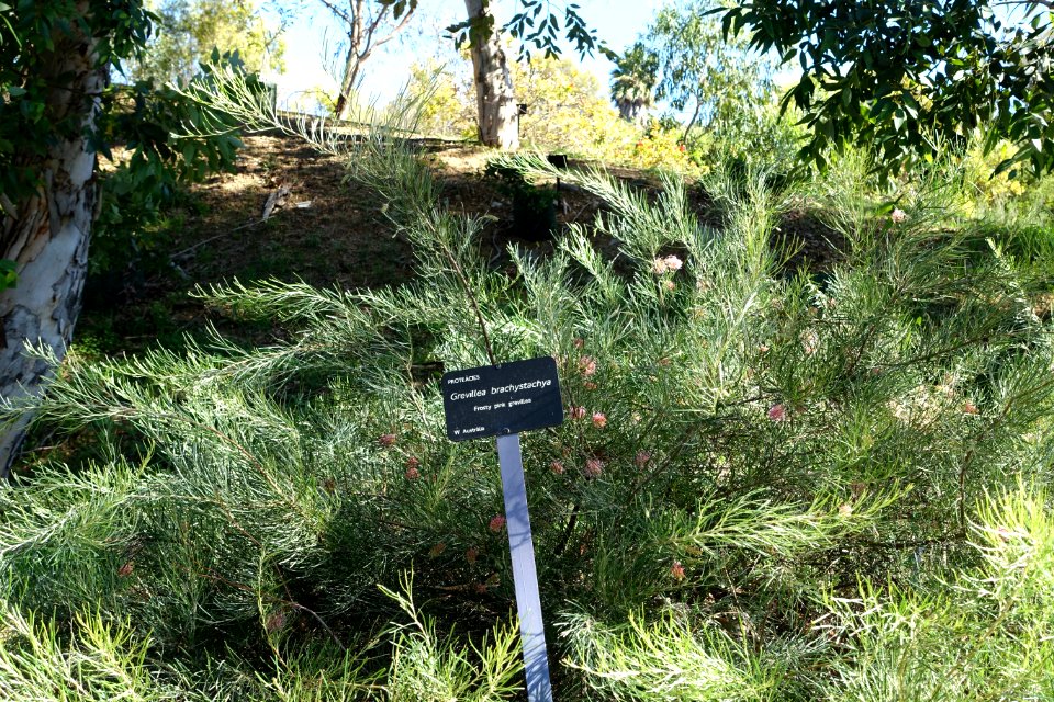 Grevillea brachystachya - Jardín Botánico de Barcelona - Barcelona, Spain - DSC08975
