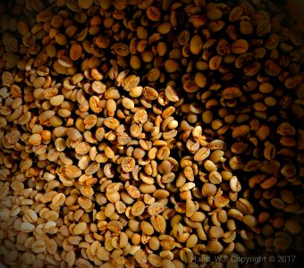 Greenbean (244357561)