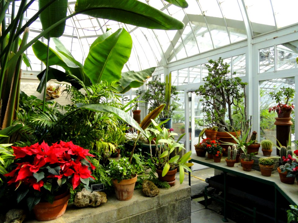 Greenhouse - Frick Art & Historical Center - Pittsburgh, PA - DSC05056