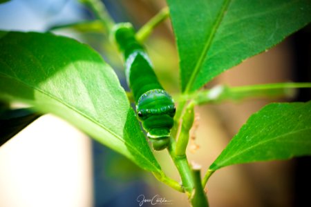Green Is The Name (220937397)