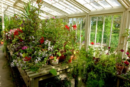 Greenhouse interior - Botanic Garden - Lacock Abbey - Wiltshire, England - DSC01029