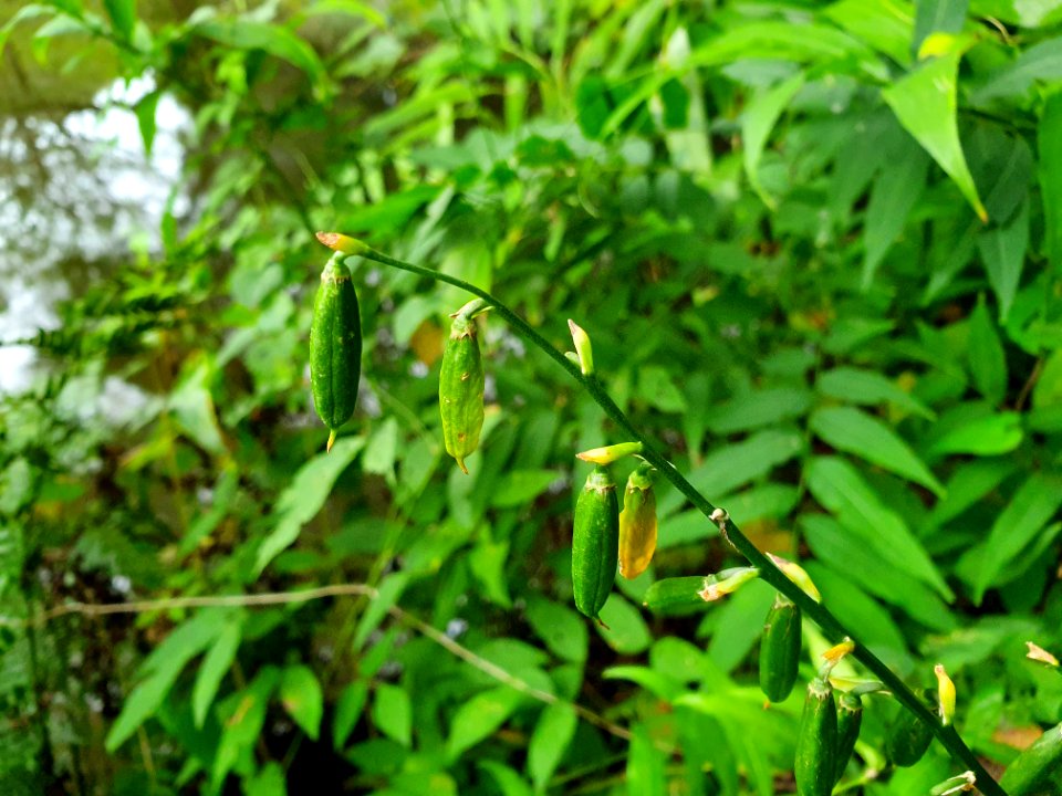 Green plant at Institute for Nature Study 2
