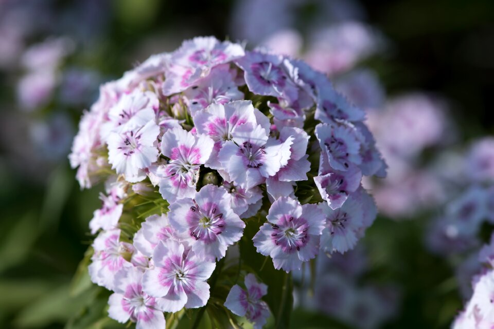 Pink white dianthus barbatus