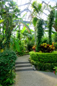 Greenhouse interior - Gora Park - Hakone, Kanagawa, Japan - DSC08568