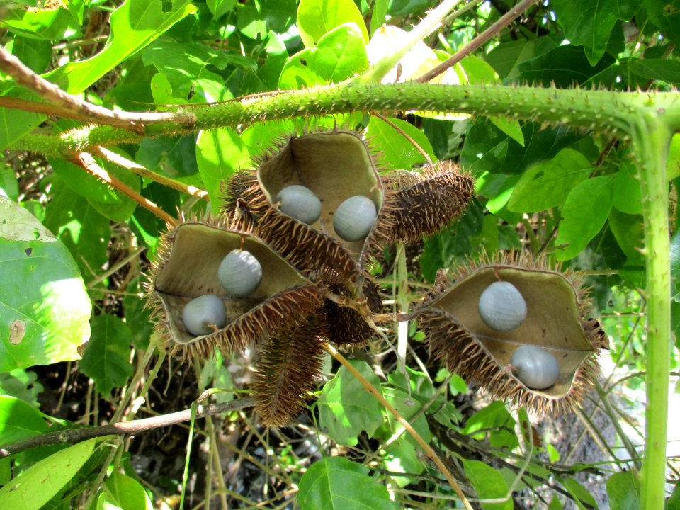 Gray nicker pods 2