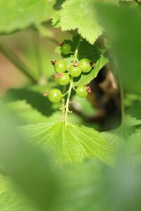 Soft fruit vegetable garden garden