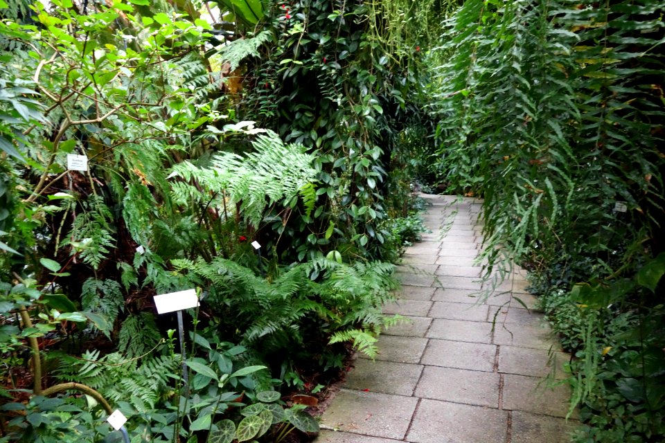 Greenhouse interior - Botanischer Garten, Dresden, Germany - DSC08510