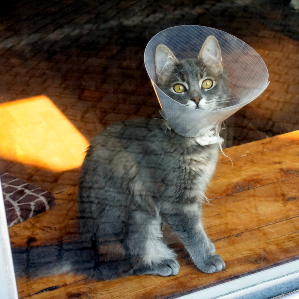 Gray cat wearing a pet cone and watching the doings of a photograper 2