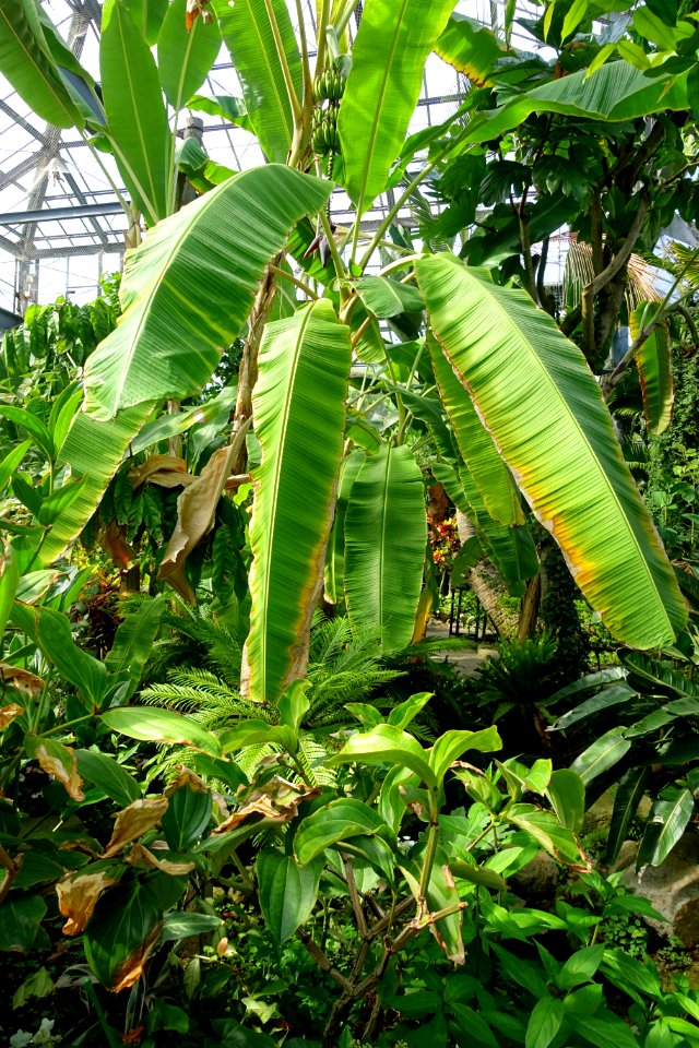Greenhouse interior - Gora Park - Hakone, Kanagawa, Japan - DSC08596
