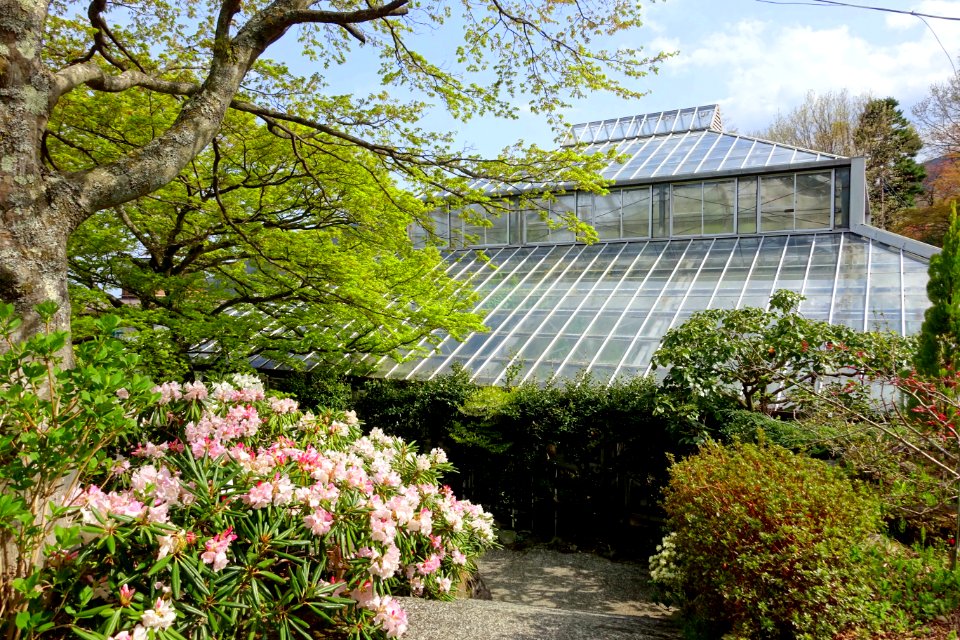 Greenhouse - Gora Park - Hakone, Kanagawa, Japan - DSC08550