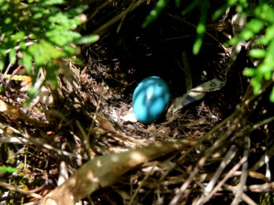 Gray Catbird nest and egg photo